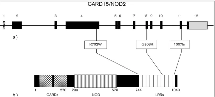 Abbildung  3:  NOD2-Aufbau  a)  Das  NOD2-Gen  umfasst  elf  konstante  Exons  und  ein  fakultatives  zwölftes 
