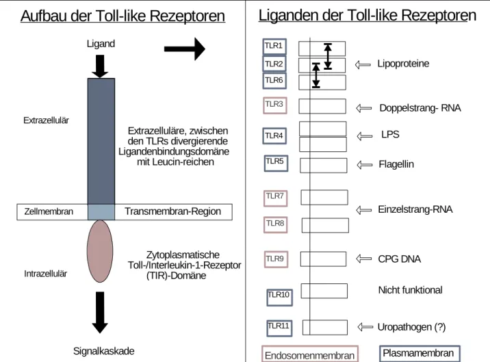 Abbildung 5: Aufbau der humanen TLR und ihre Liganden (erstellt nach Anderson, Takeda, Cario)  11,  34, 236
