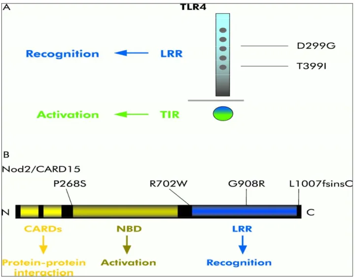Abbildung 7: Strukturelle Gemeinsamkeiten zwischen NOD2 und TLR4  34
