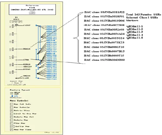 Figure. 8: Map position of QTL qZN-7 on Ch # 7 along with co-localized putative SSRs markers identified