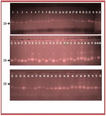 Figure. 1: SSR profile of 71 rice lines derived from a cross between Swarna and Moroberekan using gRMm7-3 showing polymorphism (P1-Swarna, P2-Moroberekan; 1 to 73 mapping population)