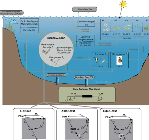 Figure 1. Conceptual diagram highlighting the general ecosystem model (CAEDYM) conﬁguration for Lake Kinneret (top) and processesand feedbacks for the three microbial loop models (bottom) explored in this study: (1) NOBAC, (2) BAC − DIM, and (3) BAC + DIM (referto Tables 1 and 3 for notation).