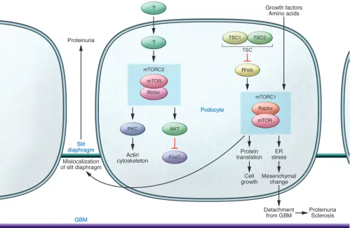 Figure 2Podocyte maintenance is dependent on a fine-tuned balance of mTORC1 and mTORC2 activity