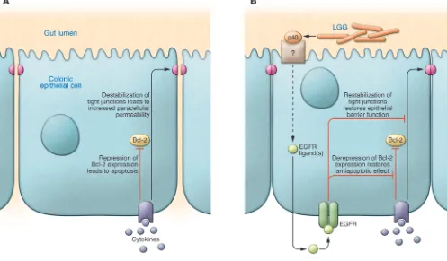 Figure 1Schematic representation of the effects of p40 in colonic epithelial cells. (