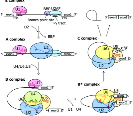 Figure 2. Dynamics of mRNA splicing. Formation of spli-ceosome is a stepwise event, starting from E complex fol-lowed by forming A, B, B’ and C complexes in this order