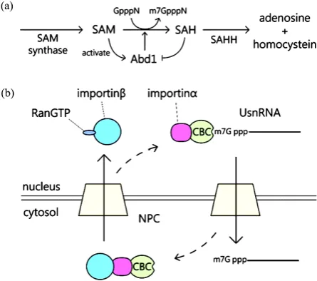 Figure 3. Regulation of cap methylation. (a) Feedback regula-tion of the cap methylation