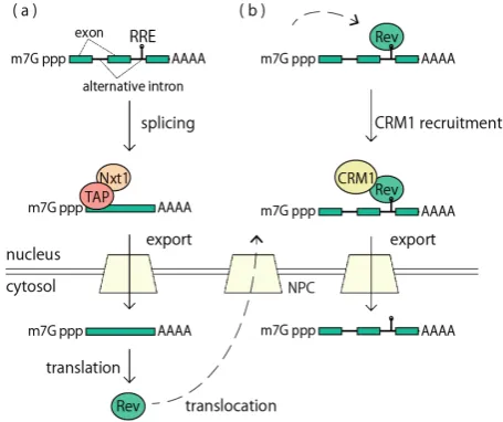 Figure 4. Strategy to export alternatively spliced mRNAs of HIV-1. (a) In the early phase, transcripts of HIV-1 (Figure 4shows representative isoforms) are exported into the cytoplasm in a splicing-dependent manner