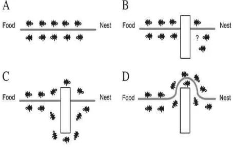 Figure 4.1: An experimental setting that demonstrates the shortest path finding capability of ant colonies