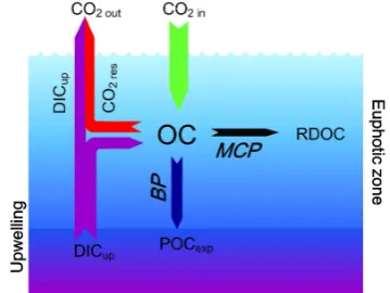 Fig. 8. A diagram showing the factors inﬂuencing COcarbon exported out of the euphotic zone; DICganic carbon in the upwelled water, which can be further releasedinto the atmosphere when conditions permit; COpiration