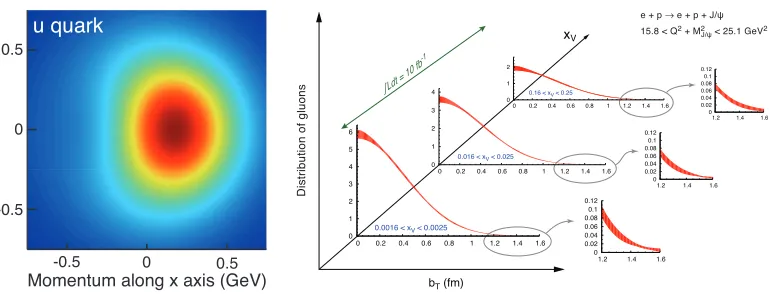 Figure 2.Left:distribution of gluons as obtained from the cross-section of exclusive The transverse-momentum distribution of an up quark with longitudinal momentum fractionx = 0.1 in a transversely polarized proton moving in the z-direction, while polarize