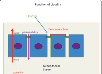Figure 1 In an epithelial cell layer tight junctions (marked by green) regulate the permeability of solutes and ions through the paracellular space (a violet arrow pointing downwards).