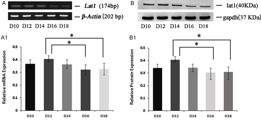 Figure 2. Expression of lat1 in mouse placenta from D9 to D18 of pregnancy. To measure the level of lat1 in mouse cy