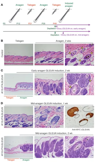 Figure 6Anagen accelerates GLI2