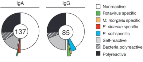 Figure 5Antibody reactivity of human IgA+ and IgG+ lamina propria plasma-blasts. Pie charts summarize the frequency of IgA+ and IgG+ plasma-blasts of unknown specificity (white), of plasmablasts with specificity for intestinal microbes (blue, E