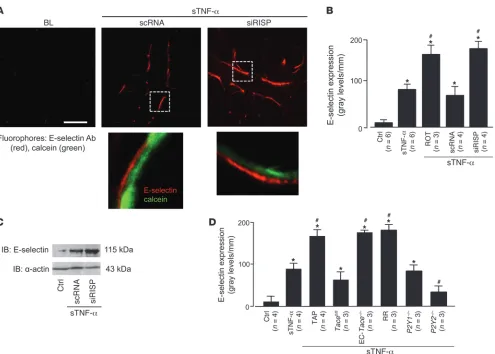 Figure 8TNFR1 shedding determines lung microvascular E-selectin expression. (A) Upper images show live E-selectin immunofluorescence (red) 
