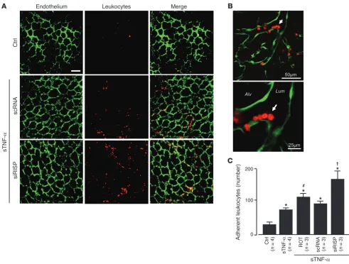 Figure 9Mitochondrial mechanisms determine sTNF-α–induced microvascular leukocyte recruitment