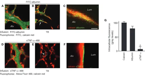 Figure 2Lung microvascular endothelium does not internalize TNFR1. Lung microvessels were sequentially infused with red fluorescent calcein red  
