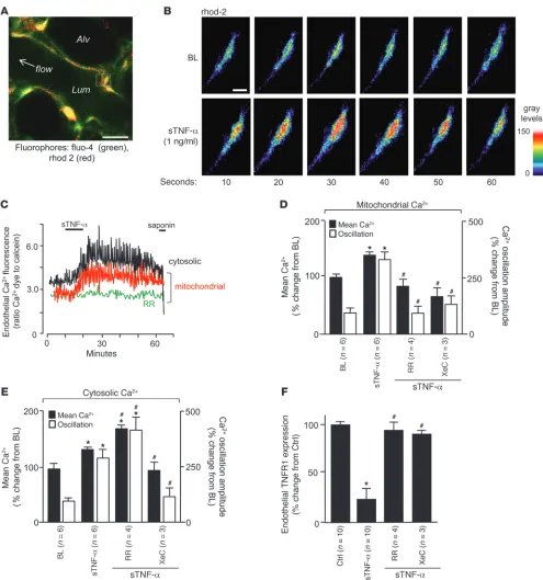 Figure 3sTNF-α–induced TNFR1 shedding in lung microvessels is Ca2+ dependent. (A) Image shows fluorescence in pseudocolors, indicating Ca2+ levels in the cytosol and mitochondria