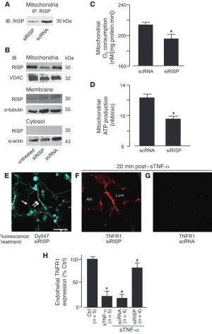 Figure 6Mitochondrial RISP is required for TNFR1 shed-