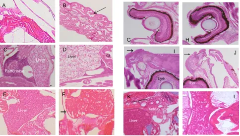 Fig. 7.G Photomicrographs of H&E-stained tissue sections taken from 21 dphHIJ (A–F) and 28 dph (G–L) summer ﬂounder larvae