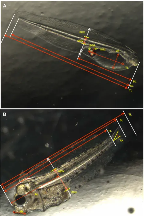 Fig. 1. Morphological variables used to describe size, shape, anddevelopment of summer ﬂounder larvae in CO2 effects experiment.Data were extracted from images of anesthetized live larvae in lat-eral perspective