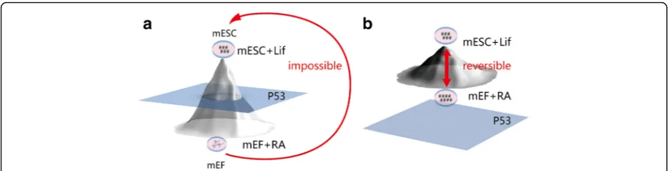Fig. 1 p53 is a switch in embryonic stem cells. Reversible transitions between differentiated cells and embryonic stem cells (signaling pathway, ESCs can differentiate when culture conditions are shifted from mouse ESC (ESCs) can occur when p53is switched 
