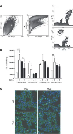 Figure 7TLR2-dependent increase in myeloid cells in the lungs  