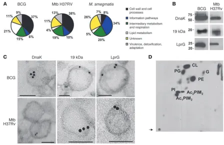 Figure 3Mycobacterium