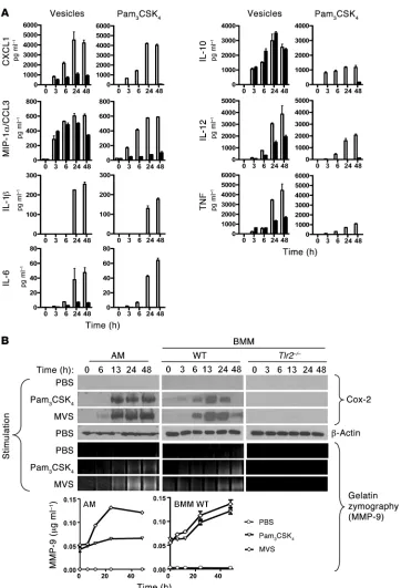 Figure 5Responses of macrophages to 