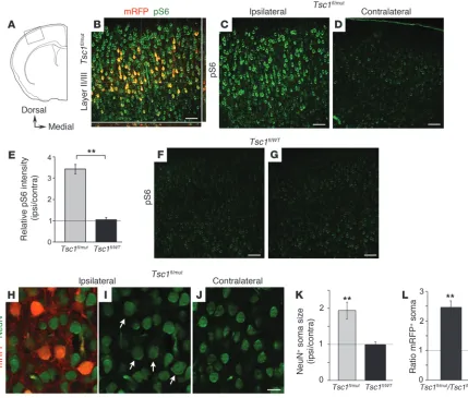 Figure 2Single-cell Tsc1 deletion increases mTOR activity and cell size in Tsc1fl/mut mice