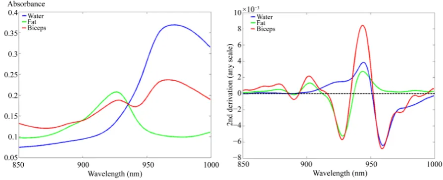 Figure 8. Absorption spectra (left) and its second derivative (right) of water (blue), fat (green) and biceps spectrum (red)