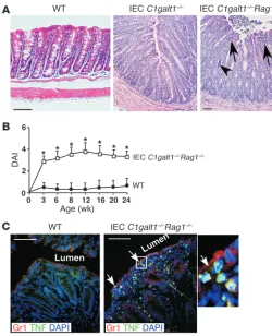 Figure 2Adaptive immunity is not required for the initiation of colitis in IEC 