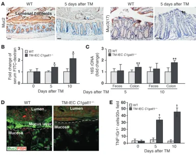 Figure 6Absence of core 1–derived O-glycans impairs the levels of intestinal mucins and the integrity of intestinal barrier function