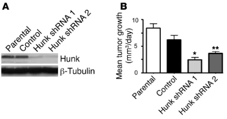 Figure 4Hunk is required for maintenance of HER2/neu-induced tumor growth. (A) Western blot analysis of Hunk protein levels in parental SMF cells and SMF cells expressing a control shRNA, or shRNAs direct-ed against Hunk (shRNA1, shRNA2)