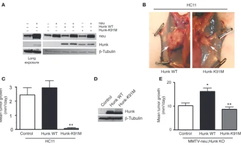 Figure 5Expression of a kinase-dead allele of Hunk impairs growth of HER2/neu-induced tumors