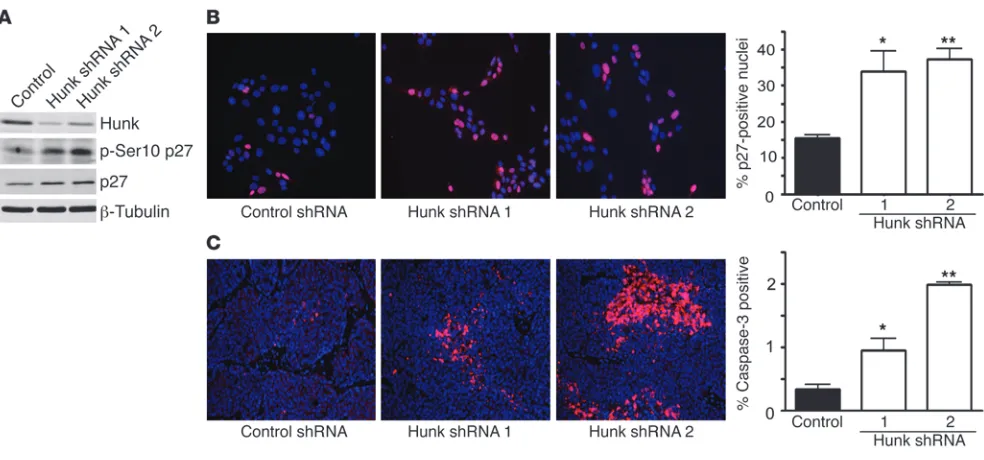 Figure 7Hunk negatively regulates p27 expression and localization in vitro. (A) Western blot analysis of SMF cells expressing shRNAs directed against Hunk reveal elevated total p27 protein levels and increased phosphorylation on serine 10 of p27 compared w