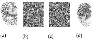 Fig -4: (a) Fingerprint Image (b) Fingerprint segmentation (c)Extracted feature template 