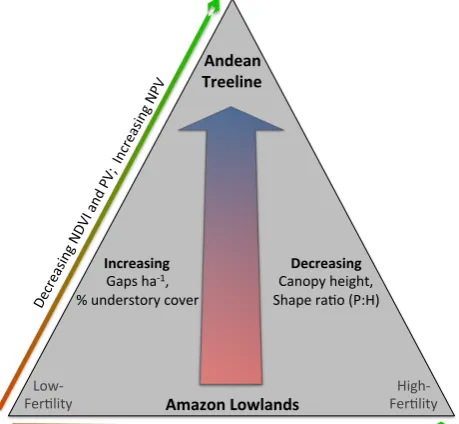 Fig. 10.Figure   10    Summary of results presented in the study: as elevationincreases from the Amazon lowlands to Andean treeline, the for-est canopy undergoes increases in canopy gap density and under-story plant cover, while canopy height and shape r