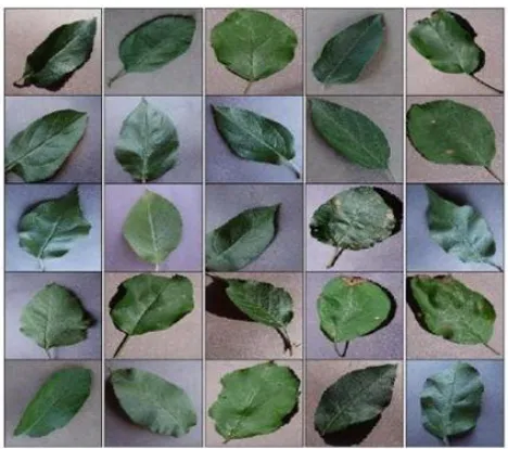 Figure 3: Length, Width calculation of single image (L-Length, W-Width) 