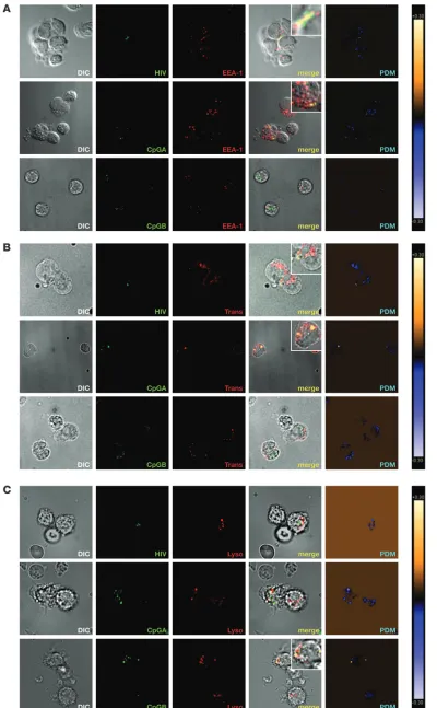 Figure 8HIV and CpGA traffic pre-EEA-1 or (receptor (Trans) or incu-bated with ((Lyso)