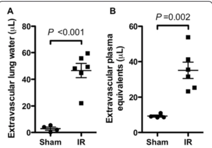 Figure 2 Dysfunction in mouse lungs subjected to ischemia-reperfusion (IR) versus in sham-operated lungs.