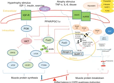 Figure 2 Summary of pathways controlling muscle protein synthesis (MPS) and muscle protein breakdown (MPB)