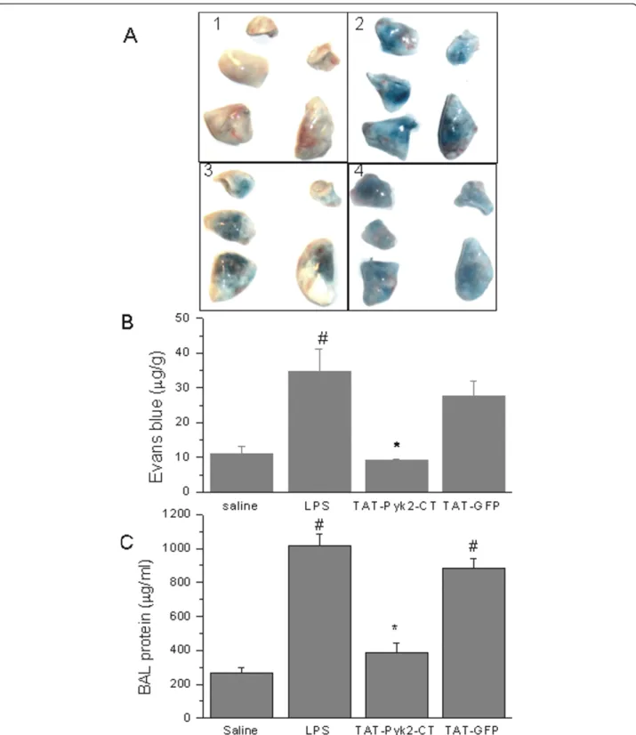 Figure 3 Effects of Pyk2 inhibition on LPS- induced lung microvascular permeability. A