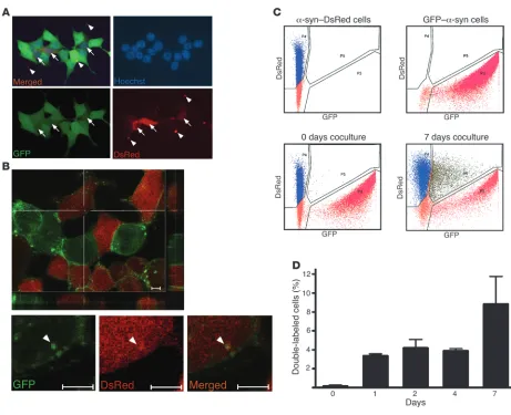 Figure 2Intercellular propagation of 
