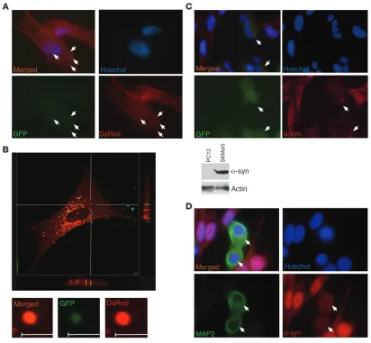 Figure 3Intercellular propagation of of coculture of human SKMel5 and mouse N2A cells