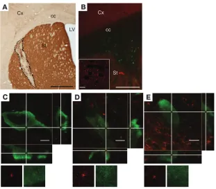 Figure 6In vivo transmission of 