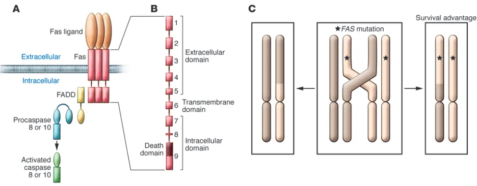 Figure 1Fas receptor and its proximal signaling components. (A) Trimers of Fas ligand bind and oligomerize Fas receptor