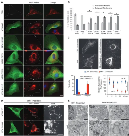Figure 7MTM1 has a role in mitochondrial dynamics in muscle cells. (