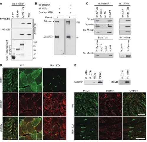Figure 1MTM1 interacts with desmin in vitro and in muscle. (
