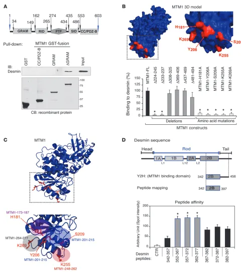 Figure 2Dissection of the MTM1-desmin interaction. (A) Schematic of the MTM1 protein domains